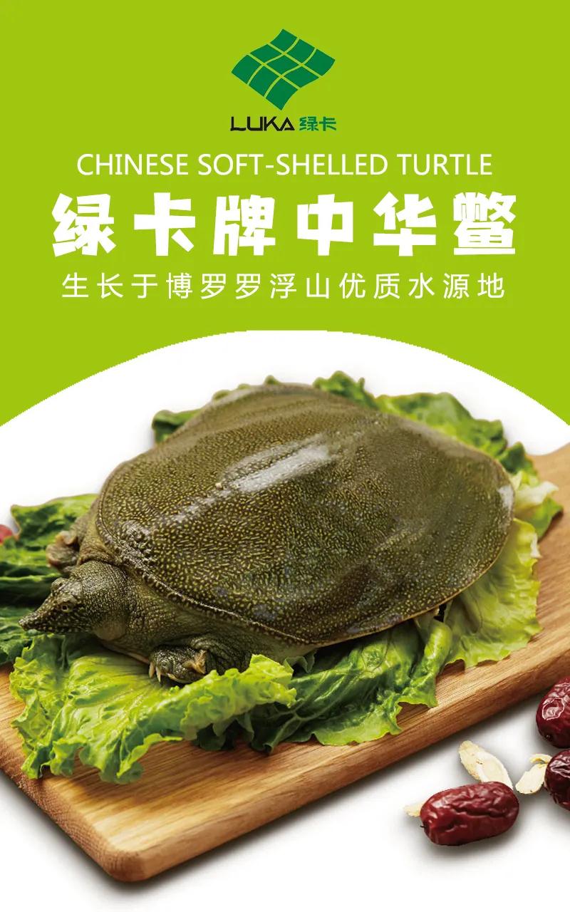 【绿卡】中华鳖是四季皆可的养生食补佳品